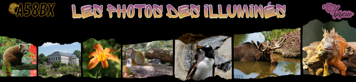 Les photos des illuminés